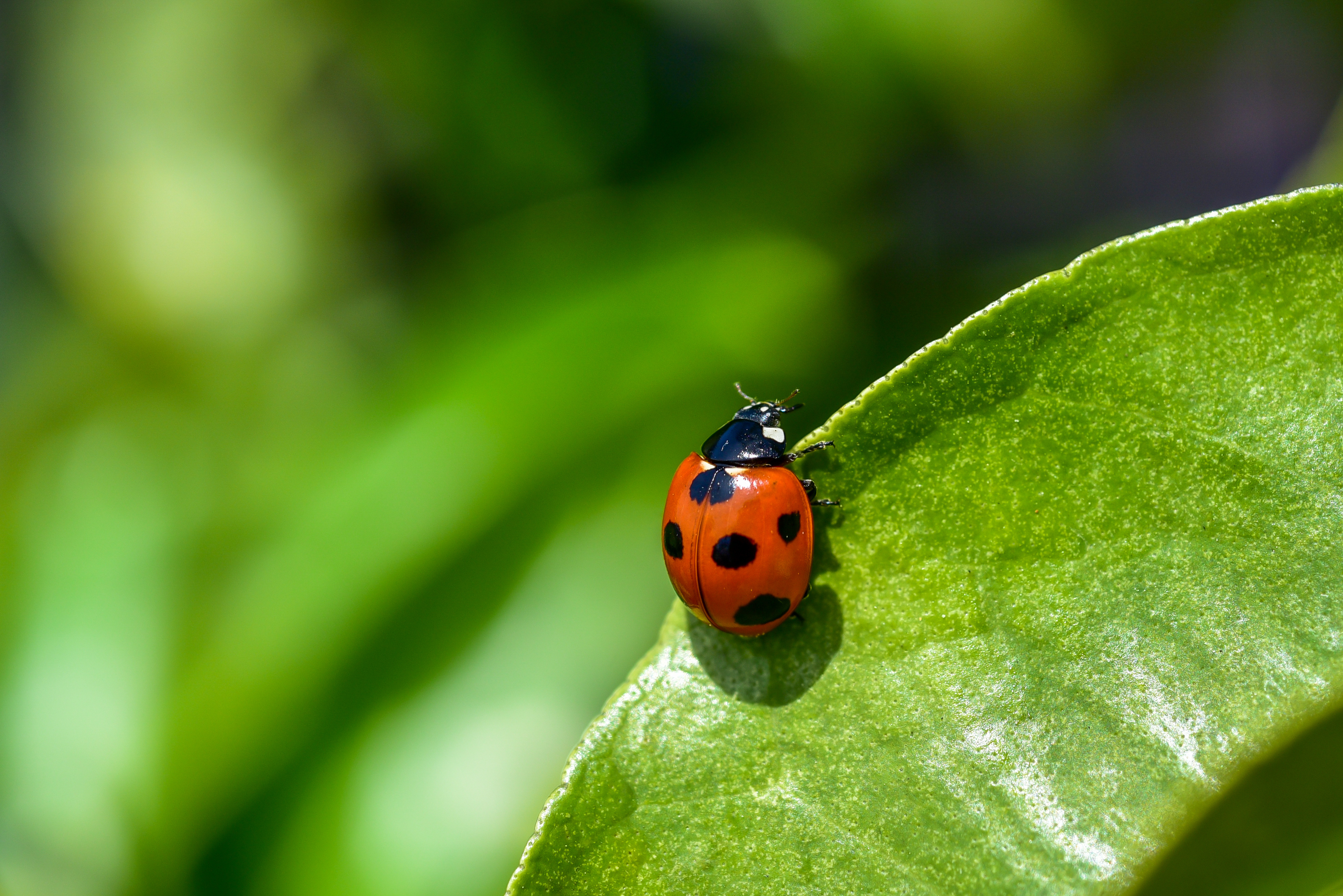 Ladybug