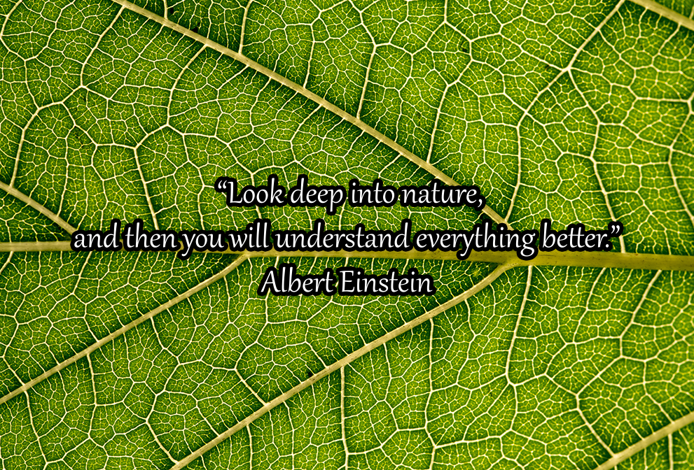 Leaf quote